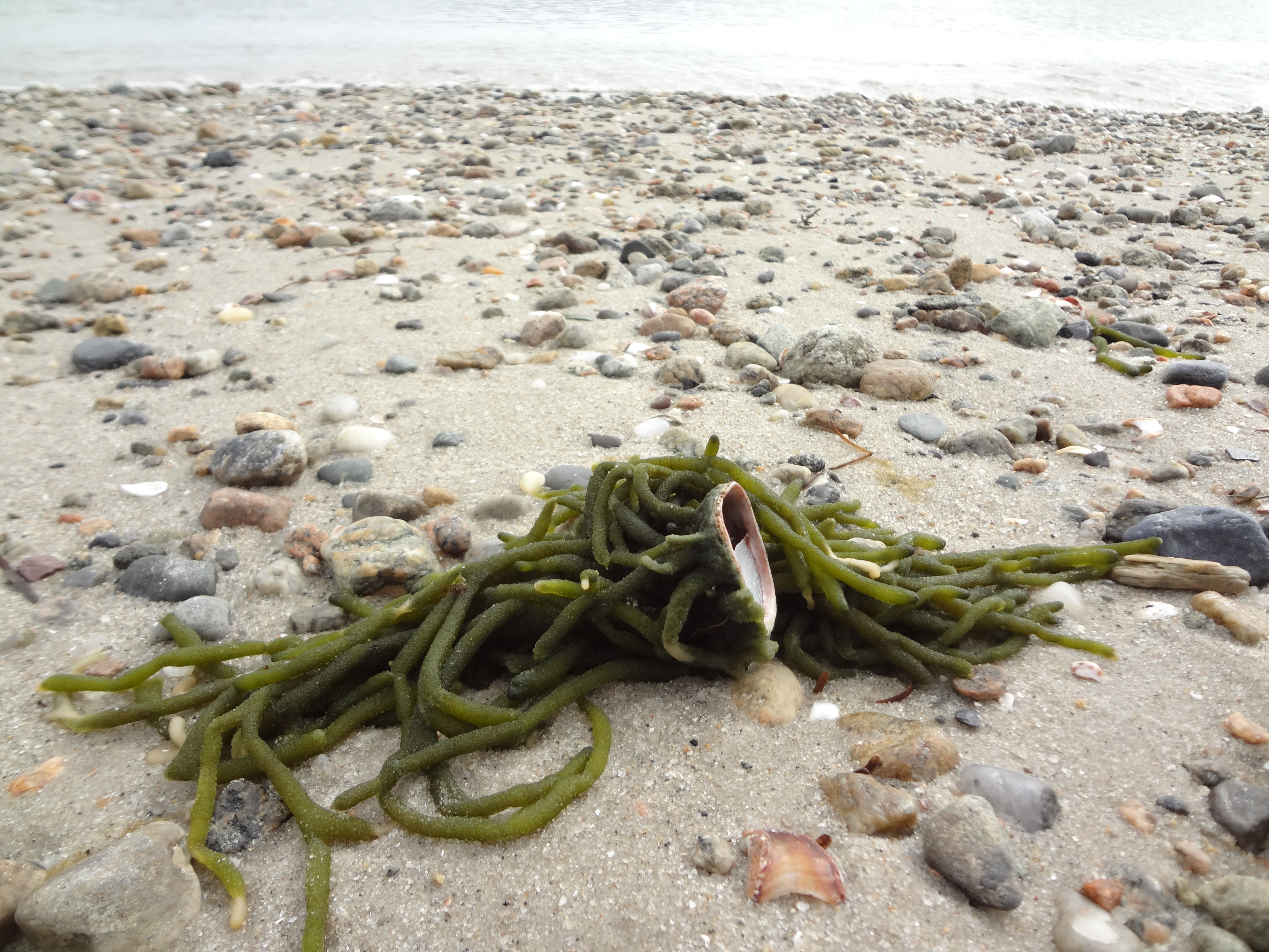 All-natural ocean seaweed
